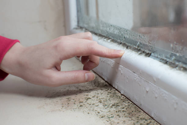 Best Emergency Mold Remediation  in USA