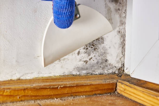 Best Mold Remediation for Rental Properties  in USA